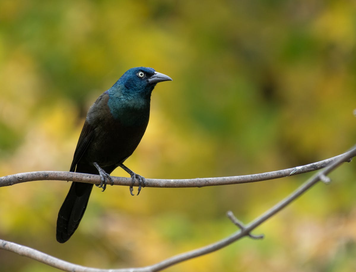 New to Florida Blackbirds